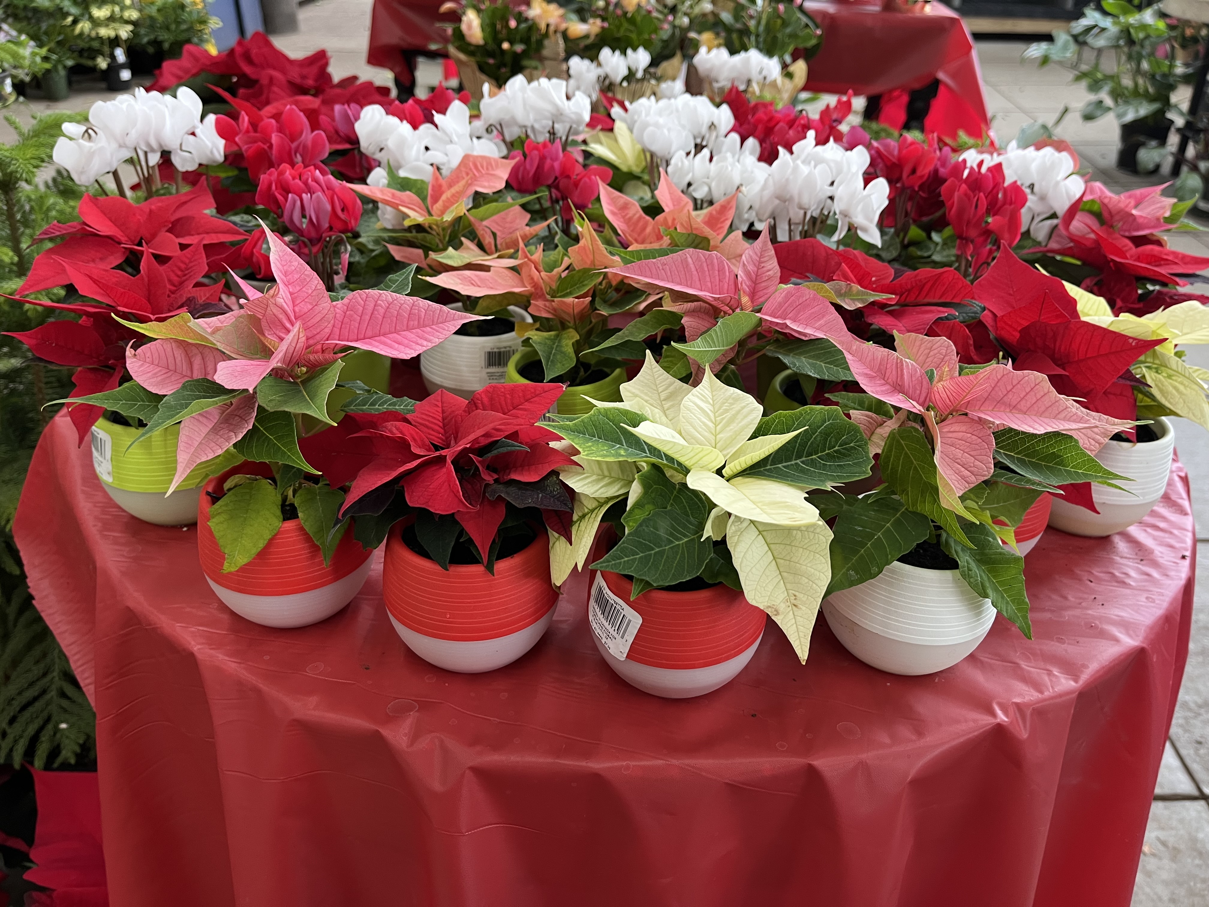 An arrangement of potted poinsettias on a table.